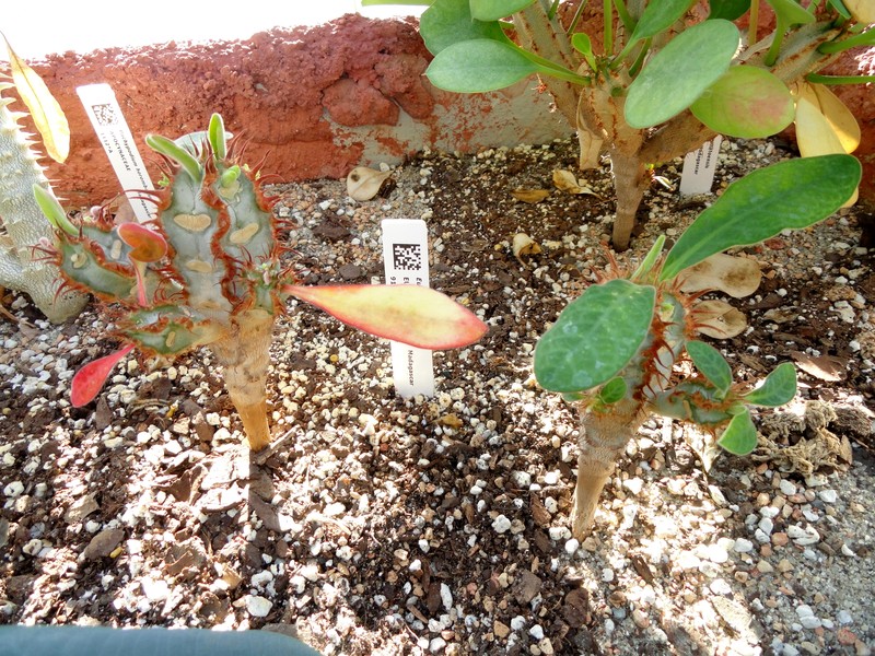 Euphorbia iharanae photo 2