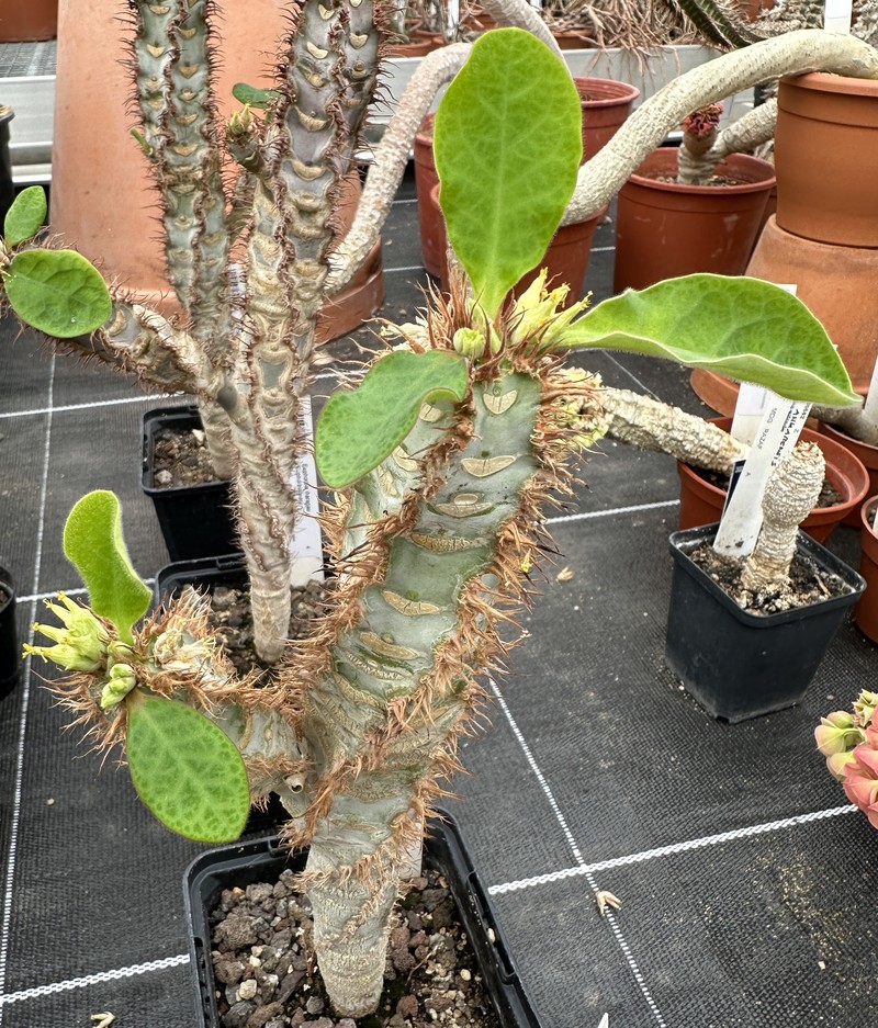 Euphorbia iharanae photo 3