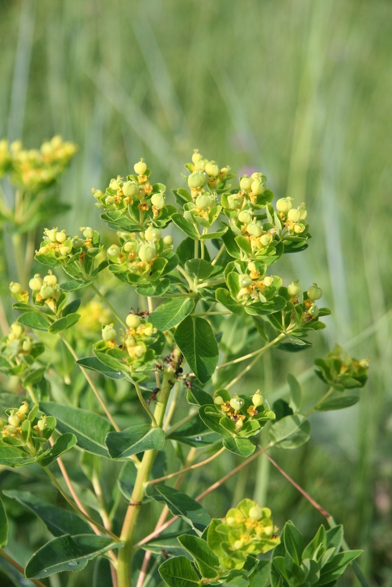 Euphorbia illirica