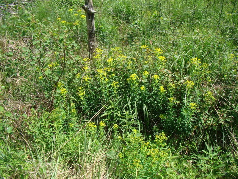 Euphorbia illirica photo 2