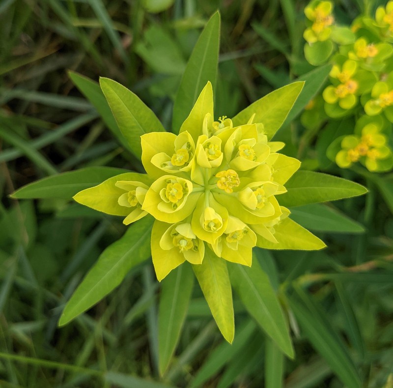 Euphorbia illirica photo 3