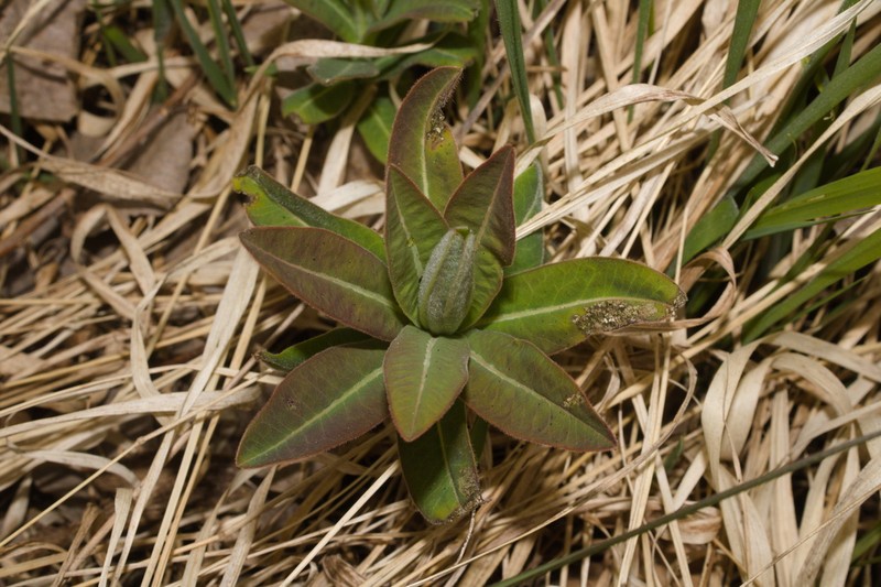 Euphorbia illirica photo 4