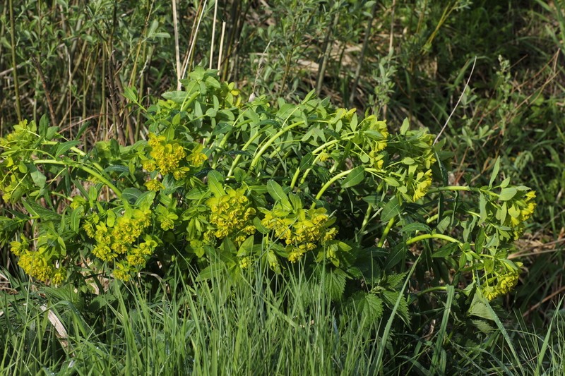 Euphorbia illirica photo 5