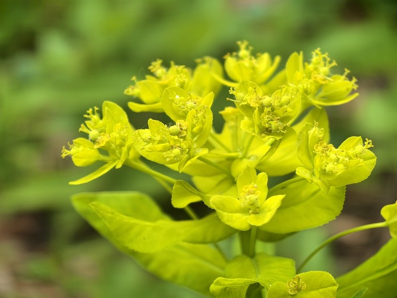 Euphorbia illirica photo 6