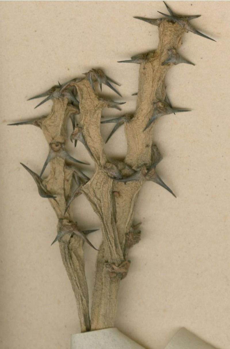 Euphorbia imitata