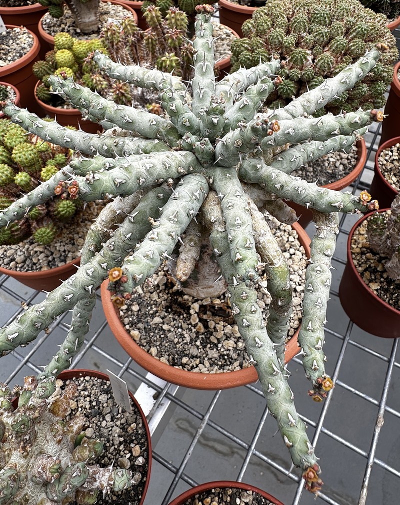 Euphorbia immersa