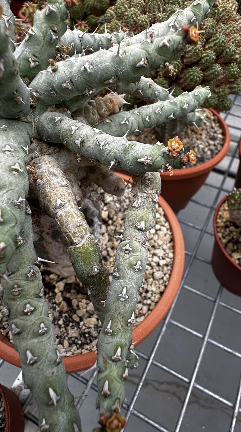 Euphorbia immersa photo 3