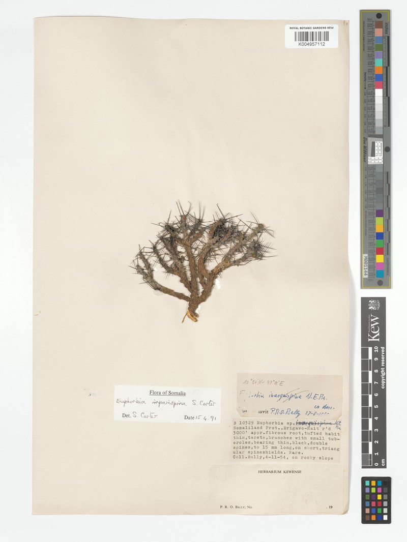 Euphorbia imparispina