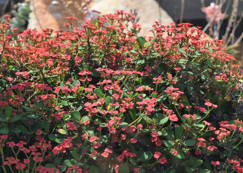 Euphorbia imperatae