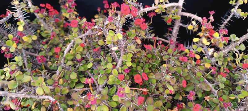 Euphorbia imperatae photo 2