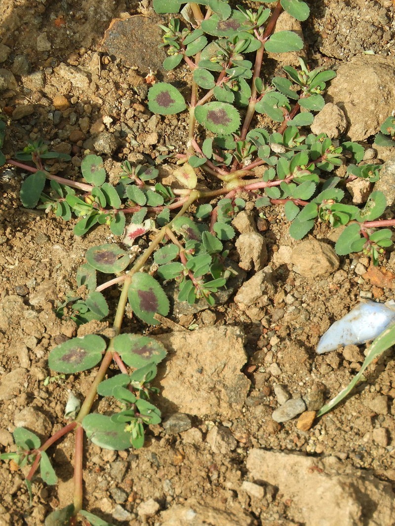 Euphorbia inaequilatera photo 2