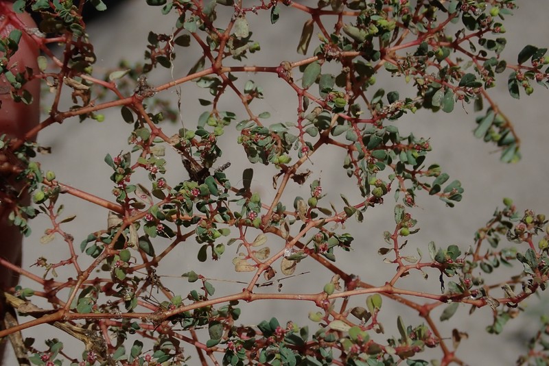 Euphorbia inaequilatera photo 3