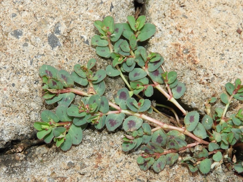 Euphorbia inaequilatera photo 4