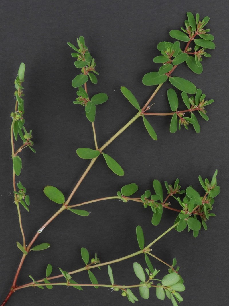 Euphorbia inaequilatera photo 5