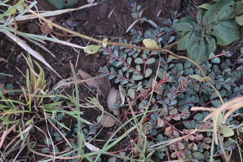 Euphorbia inaequilatera photo 6