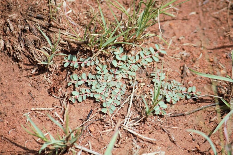 Euphorbia inaequilatera photo 7