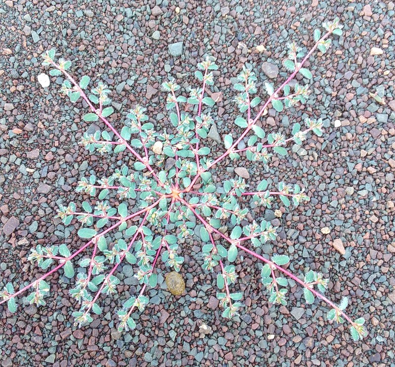 Euphorbia inaequilatera photo 8