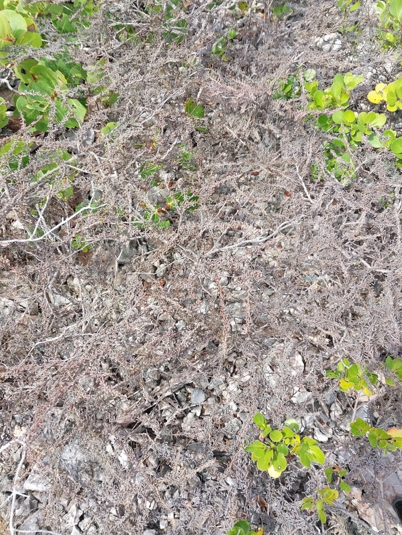 Euphorbia inaguaensis photo 2