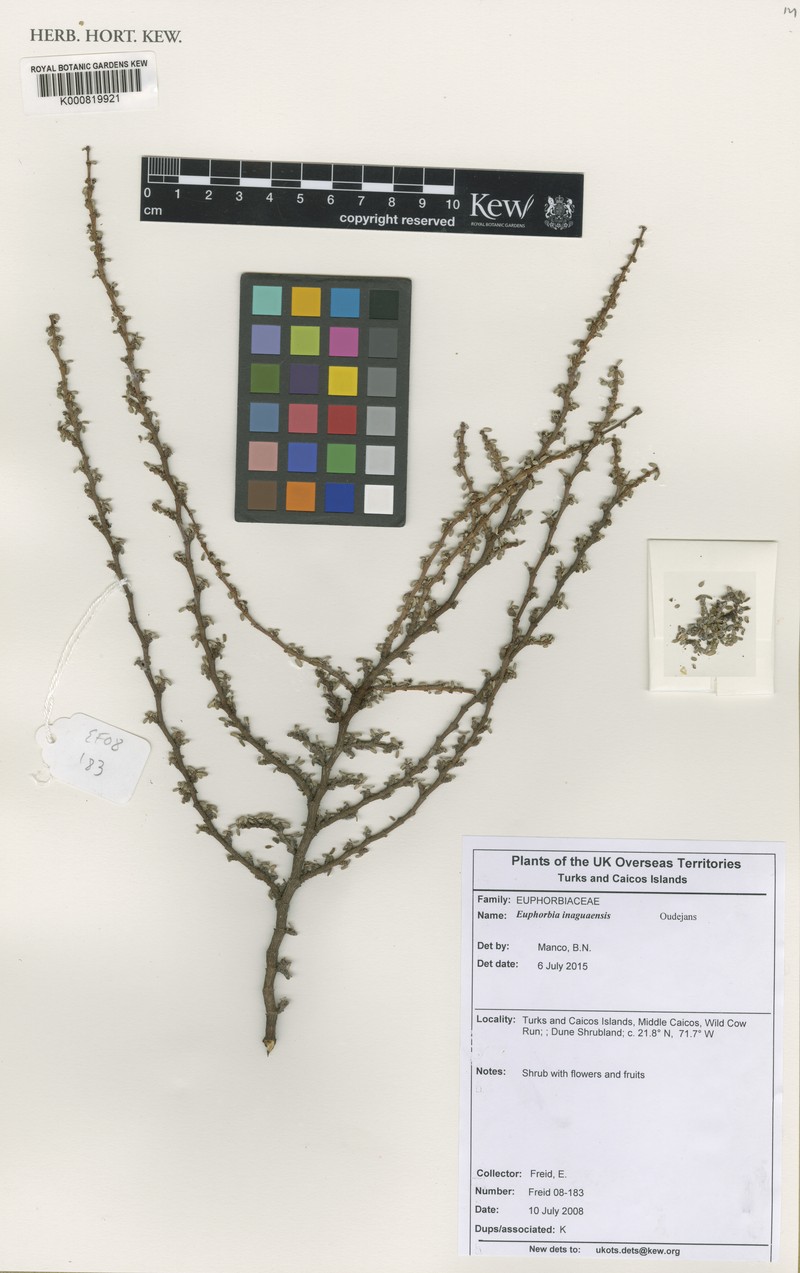 Euphorbia inaguaensis photo 3