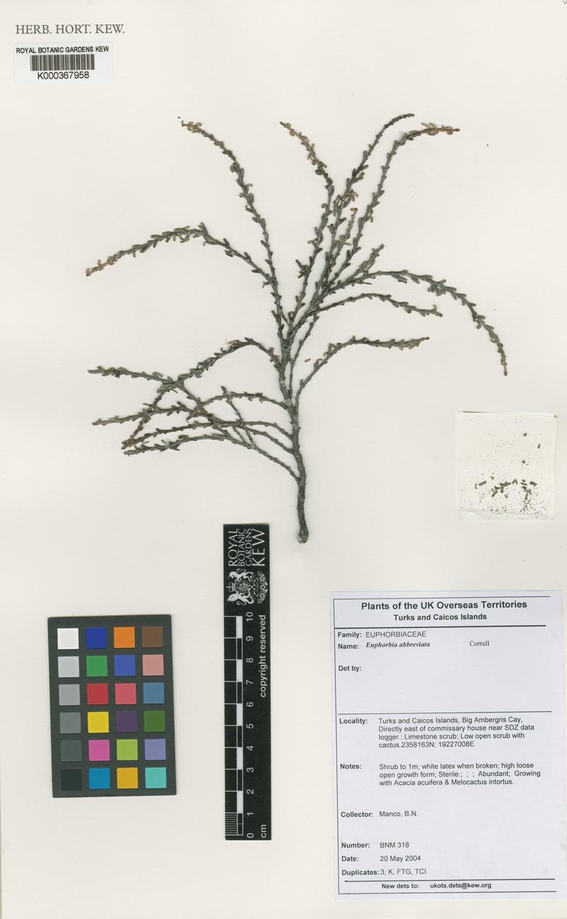 Euphorbia inaguaensis photo 4