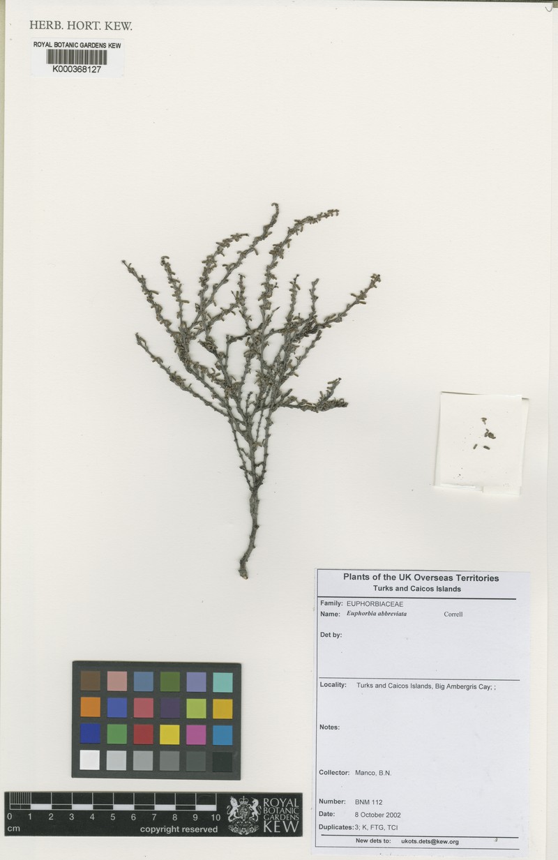 Euphorbia inaguaensis photo 5
