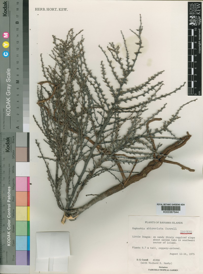 Euphorbia inaguaensis photo 7