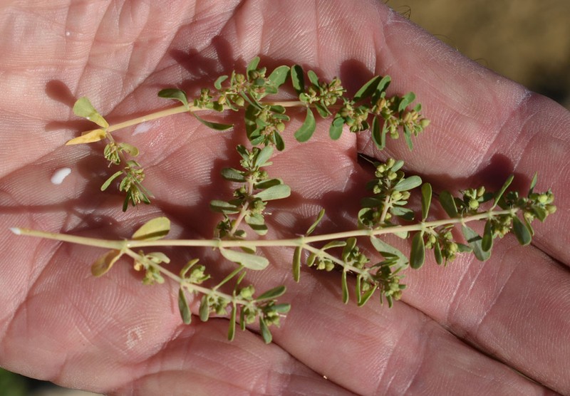 Euphorbia inappendiculata