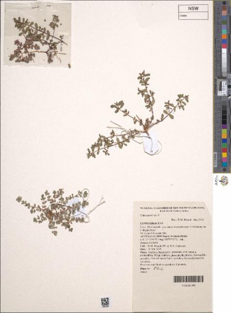 Euphorbia inappendiculata var. queenslandica