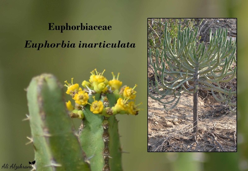 Euphorbia inarticulata photo 2