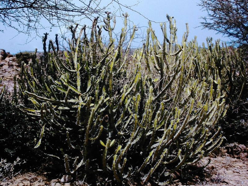 Euphorbia inarticulata photo 3