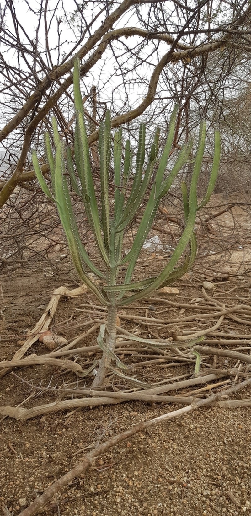 Euphorbia inarticulata photo 4