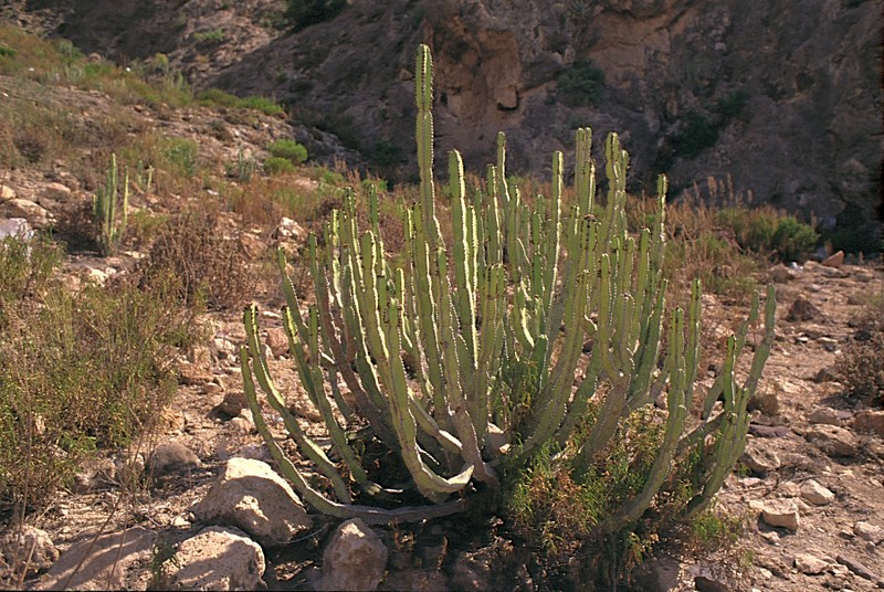 Euphorbia inarticulata photo 5