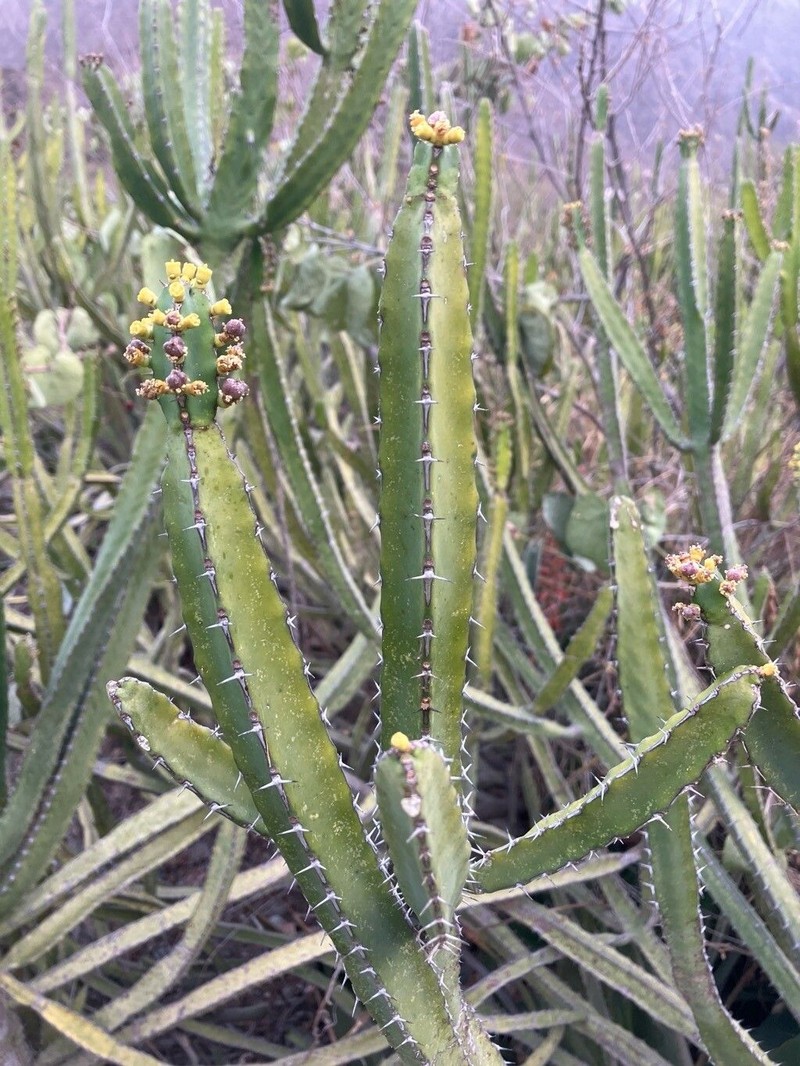 Euphorbia inarticulata photo 6