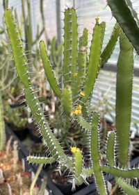Euphorbia inarticulata