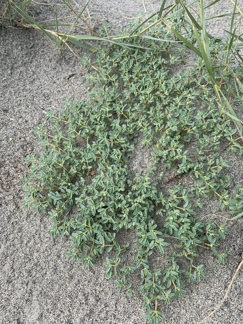 Euphorbia incerta photo 2