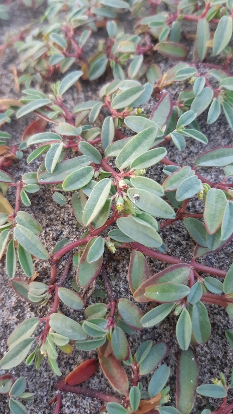 Euphorbia incerta photo 3