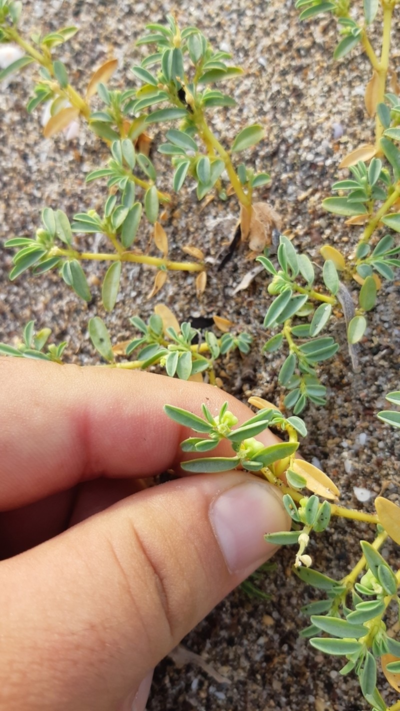 Euphorbia incerta photo 4