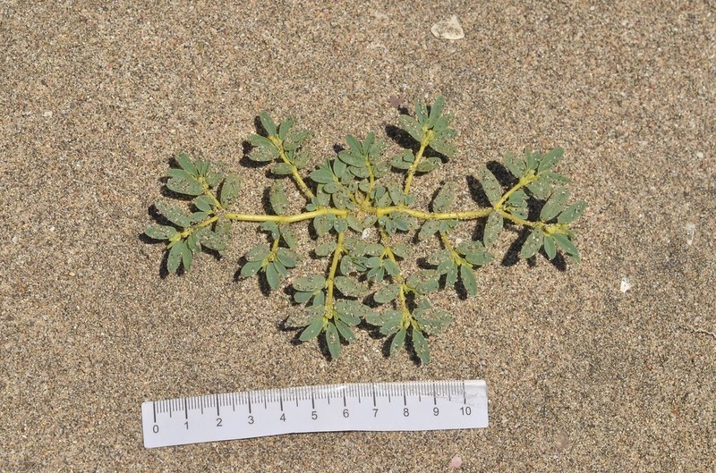 Euphorbia incerta photo 5
