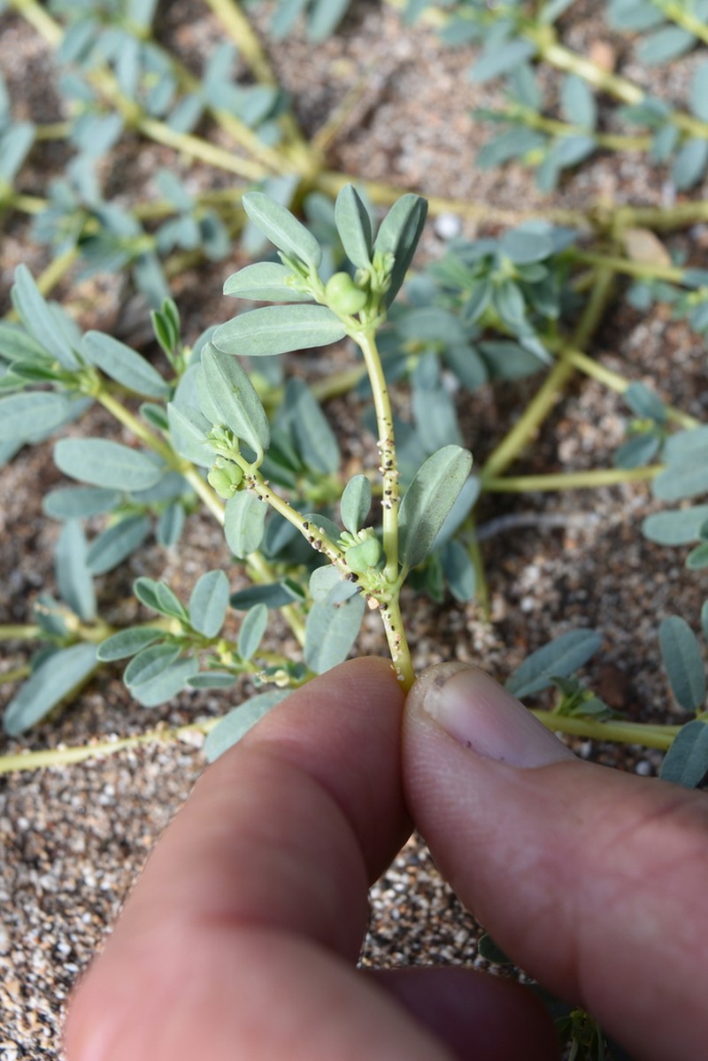Euphorbia incerta photo 6