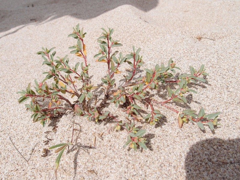 Euphorbia incerta photo 7