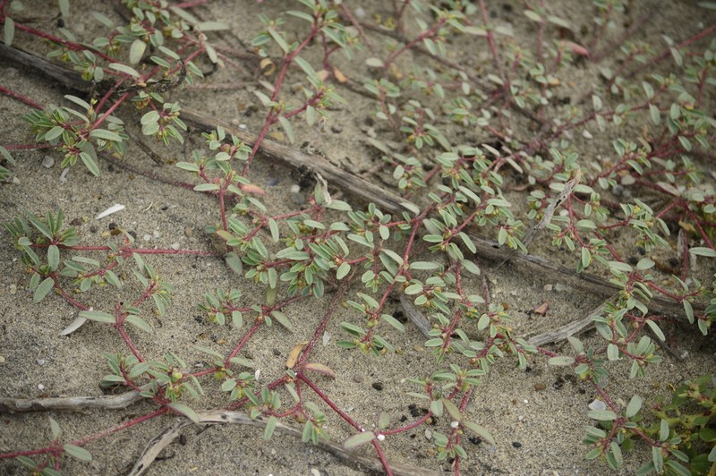 Euphorbia incerta photo 8