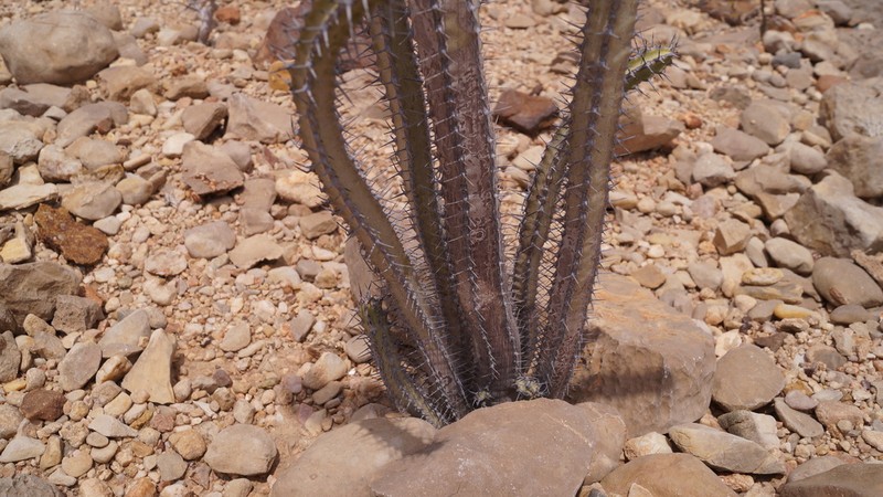 Euphorbia inculta photo 2