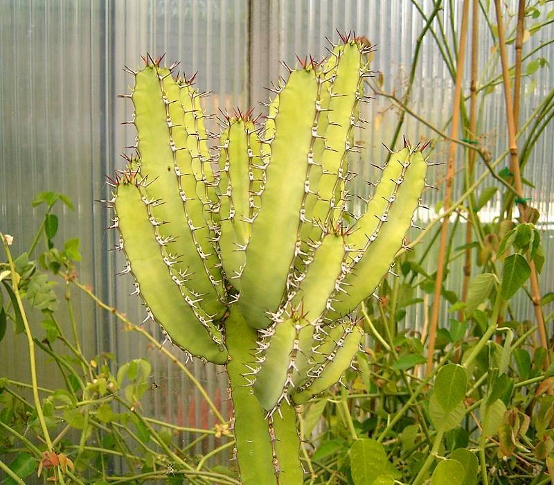 Euphorbia inculta