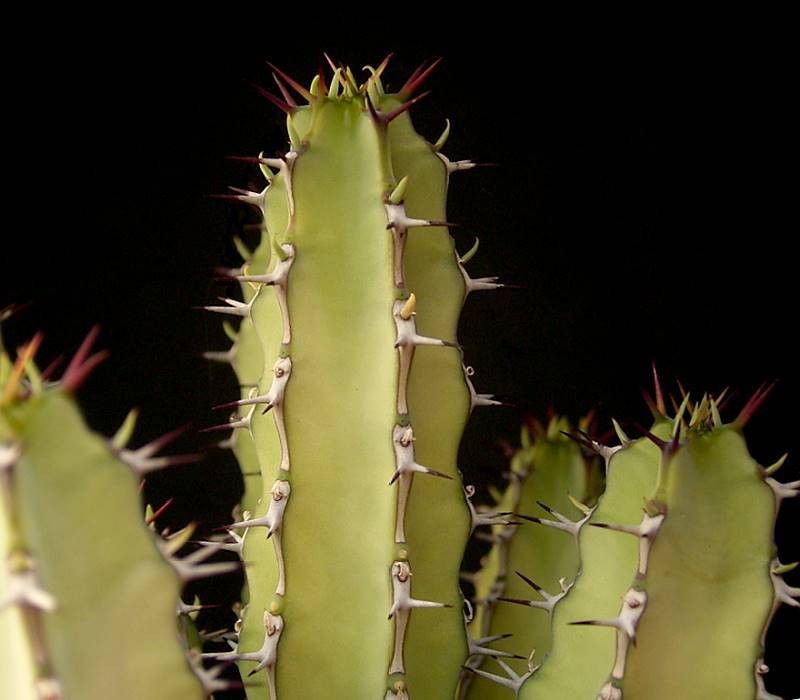 Euphorbia inculta photo 6