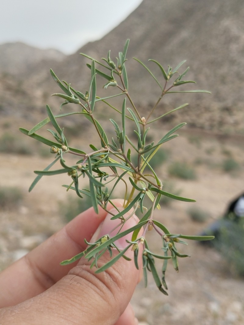 Euphorbia inderiensis
