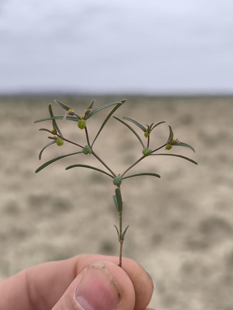 Euphorbia inderiensis photo 2