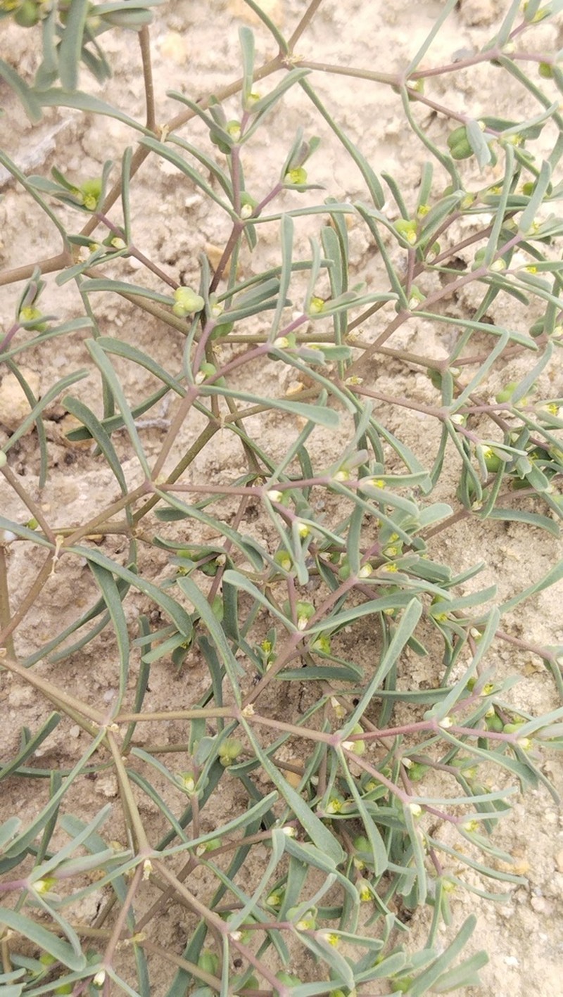 Euphorbia inderiensis photo 3