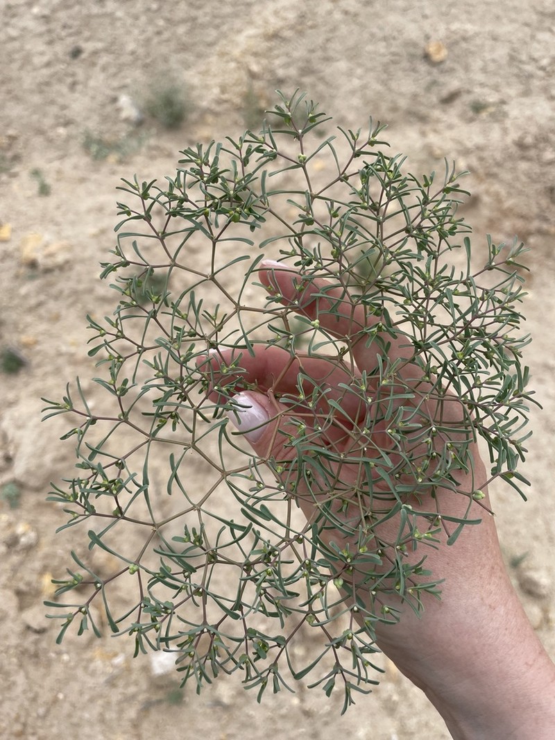 Euphorbia inderiensis photo 4