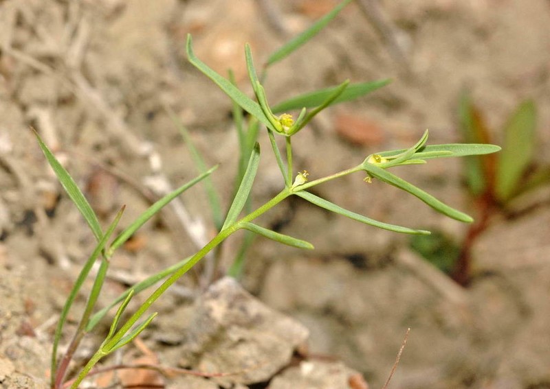 Euphorbia inderiensis photo 6
