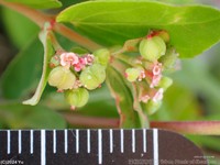 Euphorbia indica